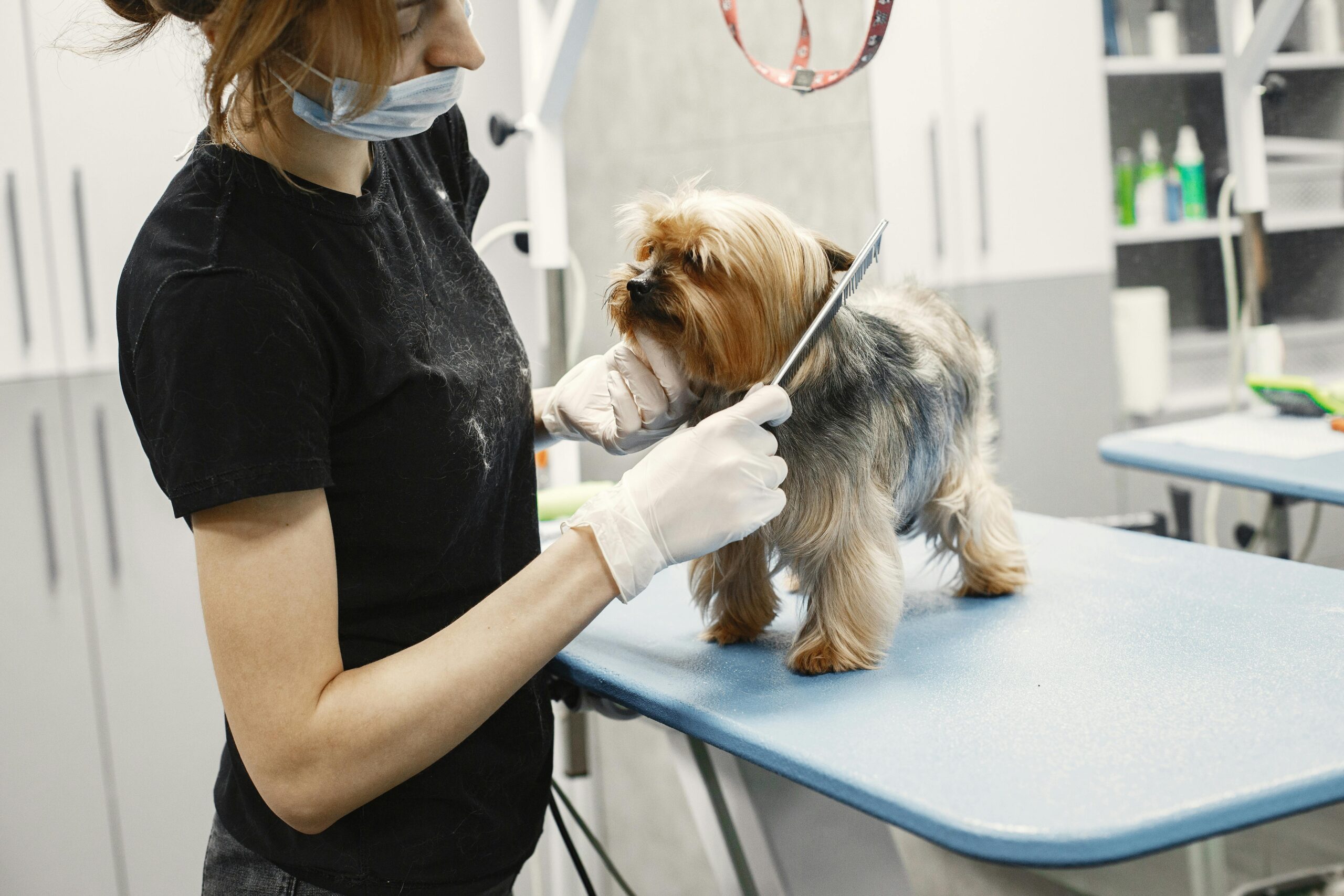 How to Find the Right Groomer for Your Dog